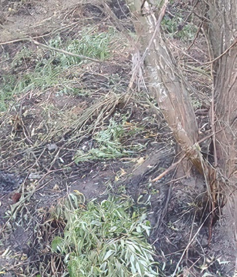 Naked-eye view of vegetation after a fire, showing no visible sign of remaining heat